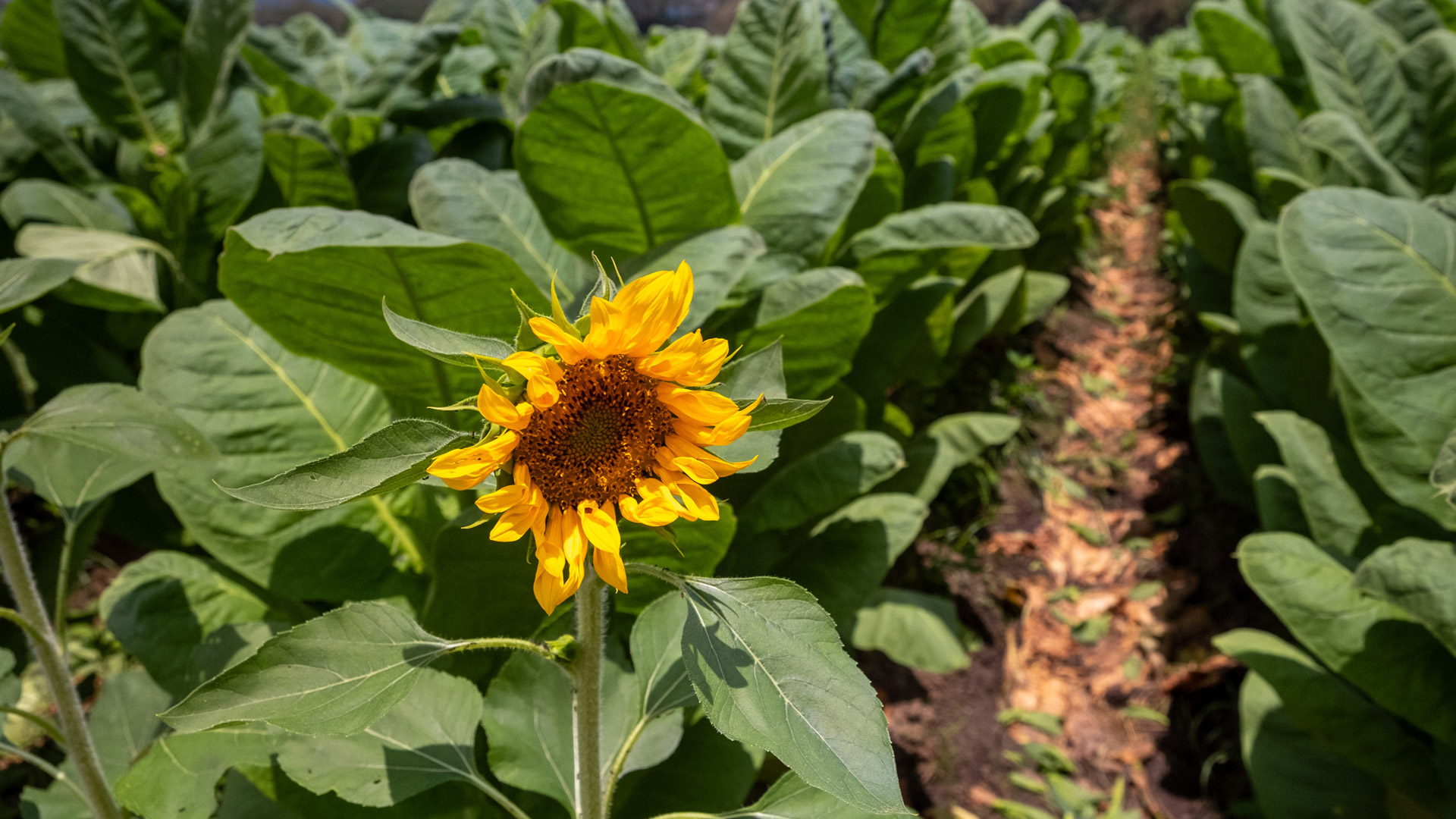 Plasencia Tabakfeld Sonnenblume