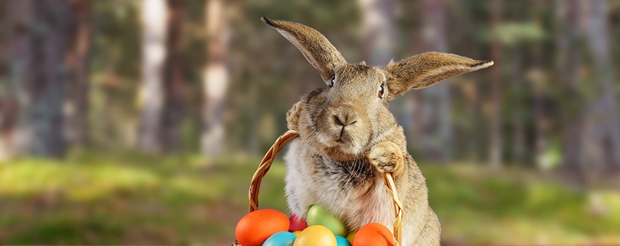 Osterhase